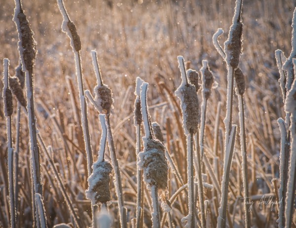 Magic of Winer Hi Res  by Tracy Abildgaard